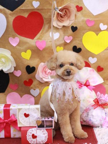 20230207ココアくん